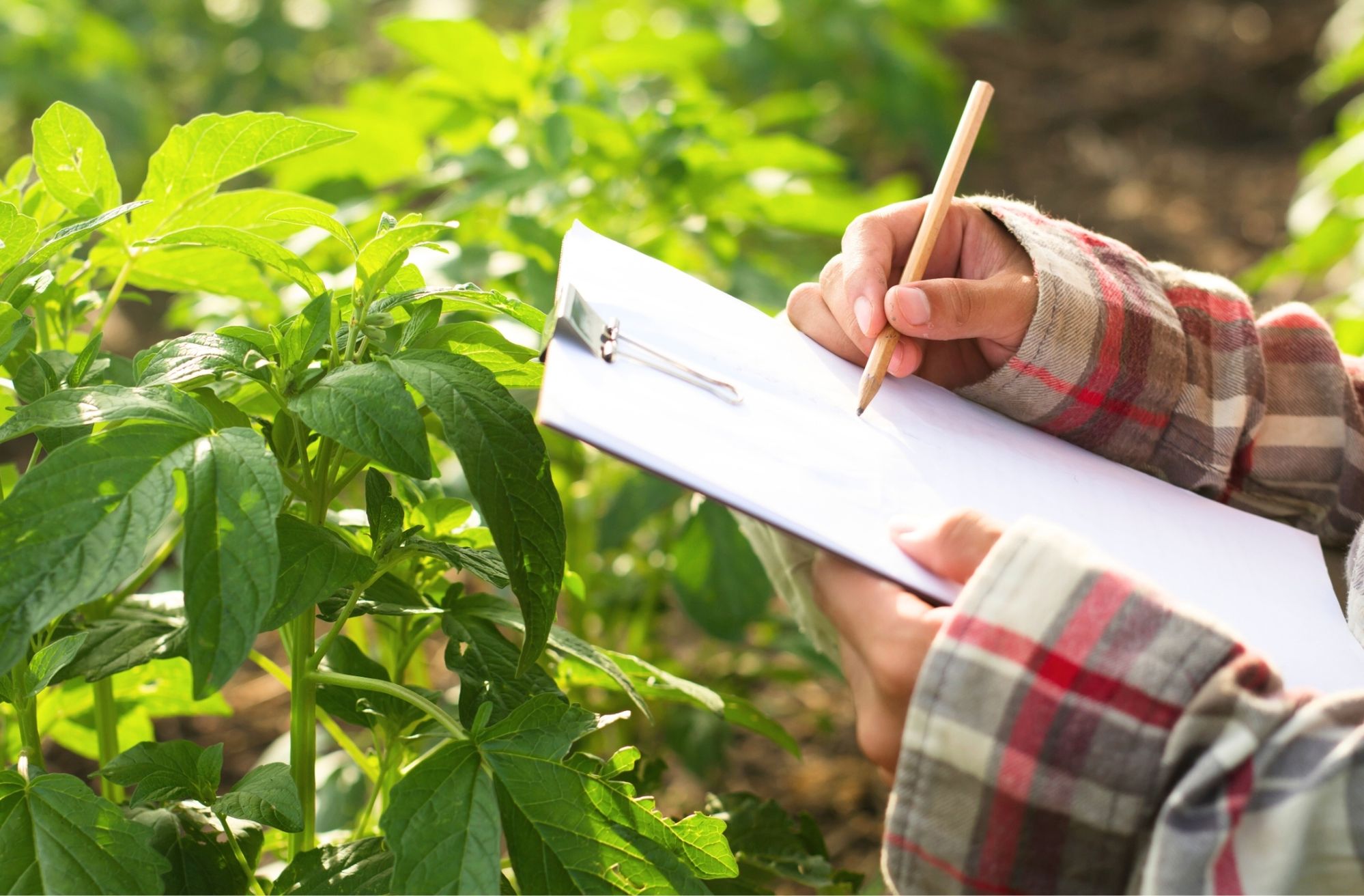 Agriculture Perkebunan