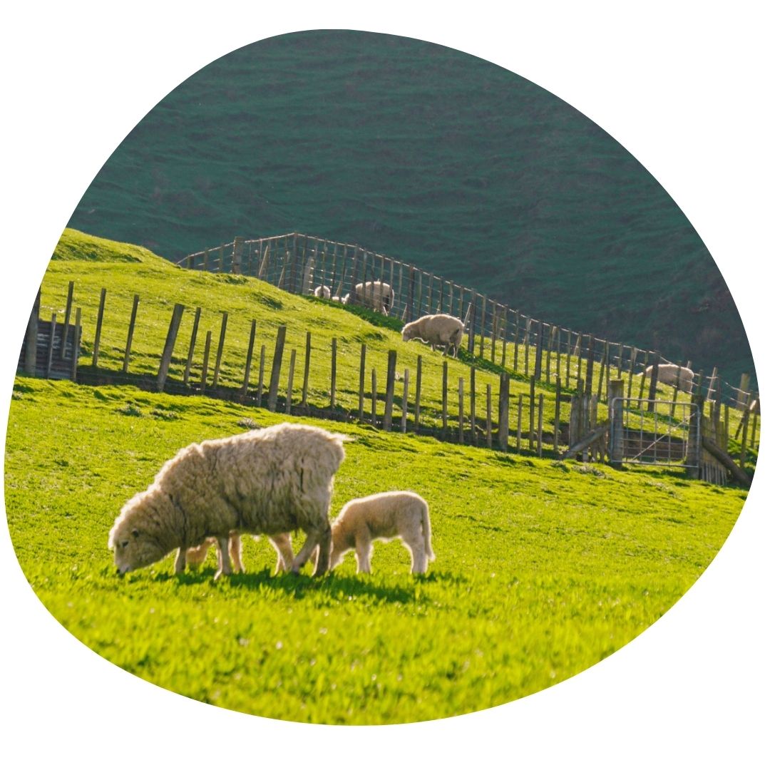 Livestock