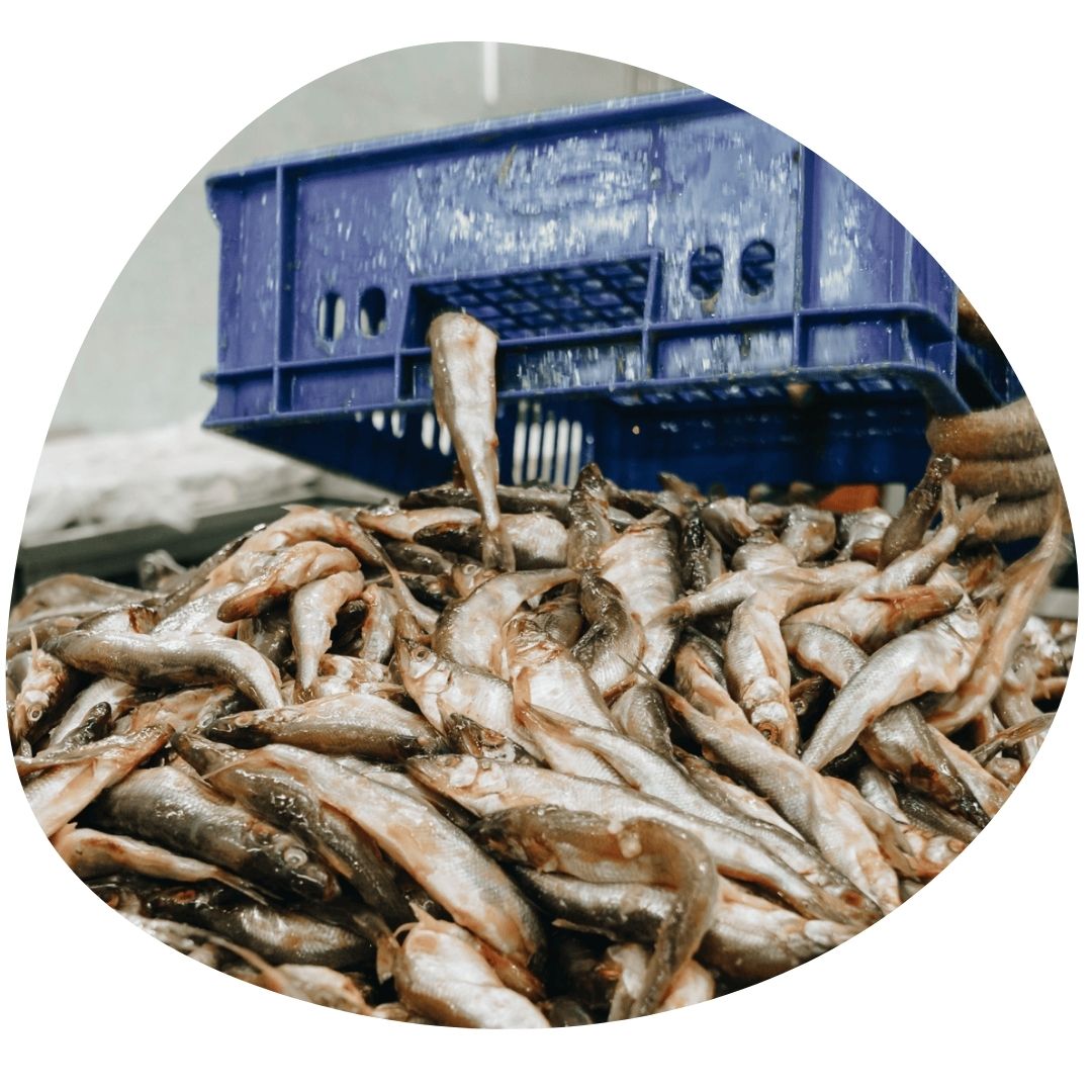 Fisheries