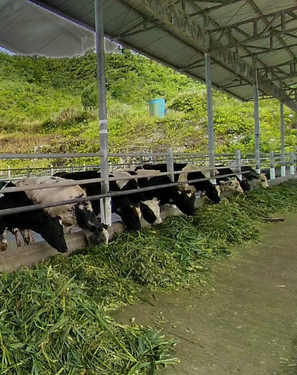 Livestock Peternakan