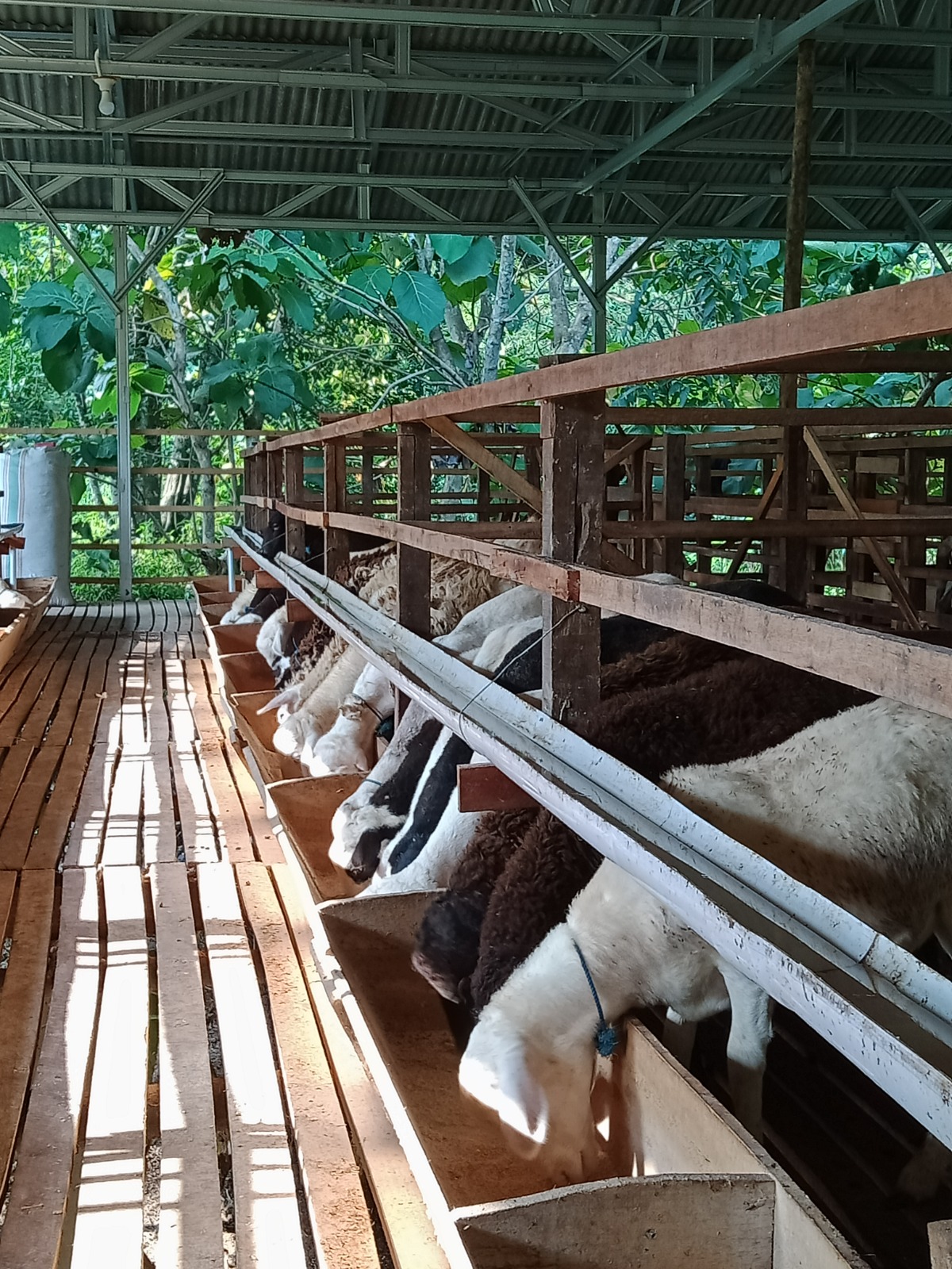 Livestock Peternakan