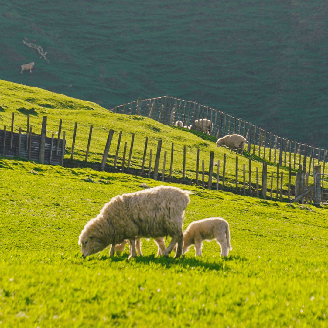 Livestock