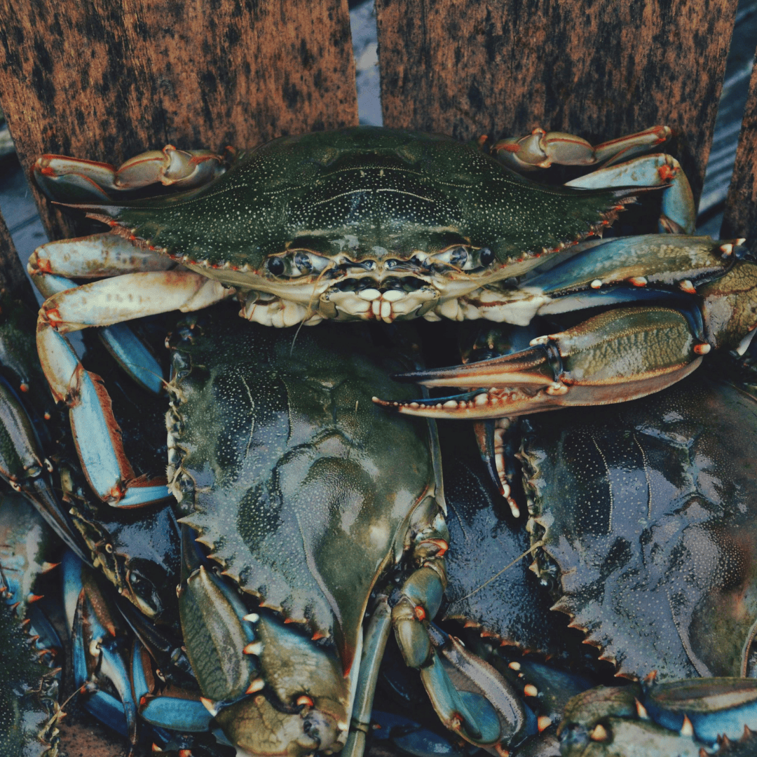 Fisheries
